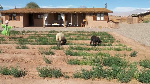 Hostal Apacheta Atacama Desert Lodge