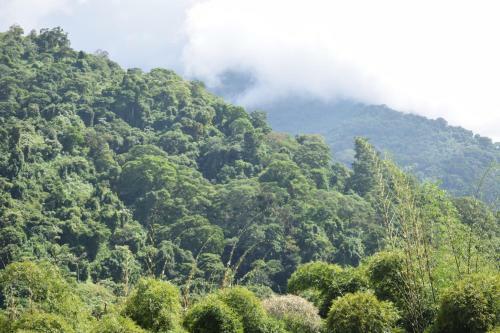 Hospedaje Los Pinos, Caba�a En Minca