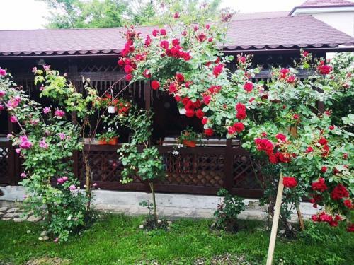 Hostal Pensiunea Cassandra