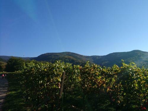 Apartamento Fewo Vogesenblick