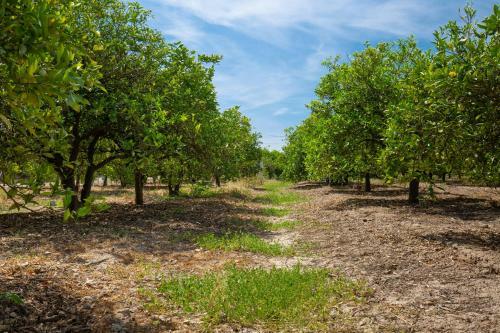 Villa Fidalsa Orange Trees