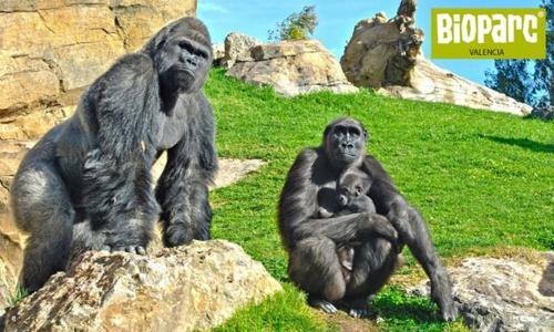 Apartamento Bioparc Metro Valencia