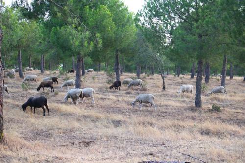 Agroturismo Sesmarias Turismo Rural &amp; Spa