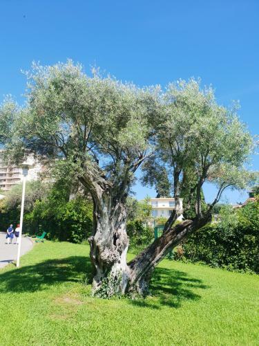 Apartamento Studio In Antibes With Shared Pool And Wifi 3 Km From The Beach