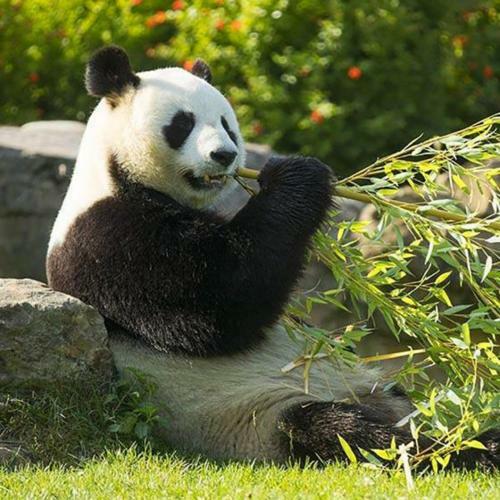 Apartamento 3 Appartements Sci Jape