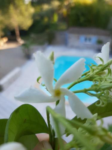 Apartamento La Villa Jasmin