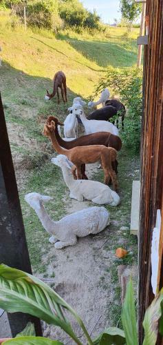 Bed & Breakfast Alpagas Du Domaine Mael