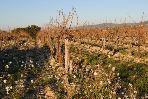 Bed & Breakfast Terre De Bacchus
