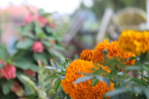 Hostal Mount Annapurna Guest House