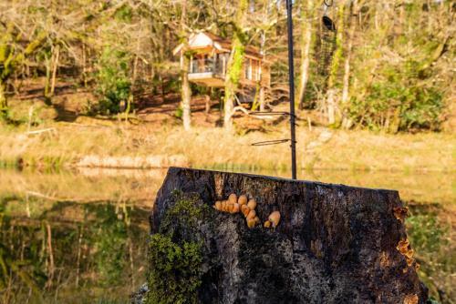The Tree House - Eco-friendly, Back To Nature Experience