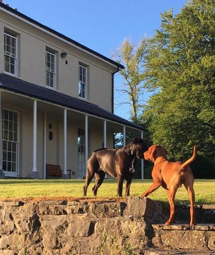 Bed & Breakfast Llwynhelig Manor