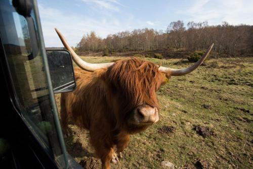 Beautiful 3-bed Chalet Nr Strathpeffer