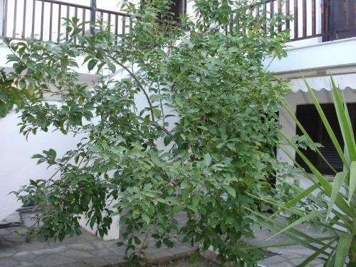Apartamento Dionysus-mihanicus