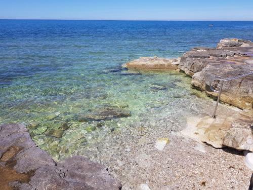 Summer House Oleander