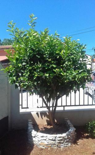 Apartamentos Art House Premantura