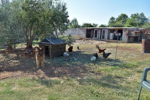 Casa Istriana - Heart Of Nature
