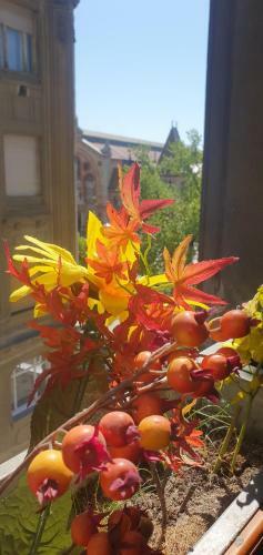 Bed & Breakfast Butterfly Home Danube