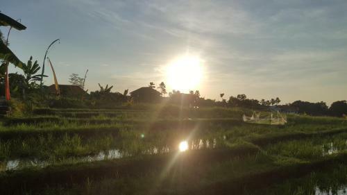 Hotel Olivia Guesthouse - Canggu
