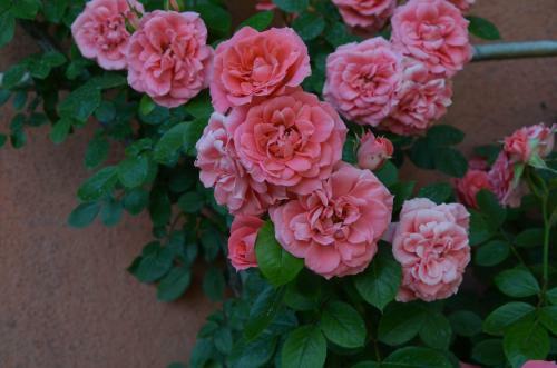 Agroturismo Agriturismo Al Podere Di Rosa