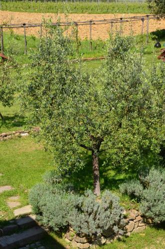Agroturismo Agriturismo Al Podere Di Rosa