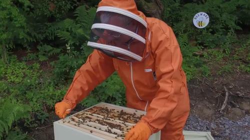 The Bee Pods