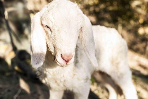 Agroturismo Azienda Agrituristica Alcastl�