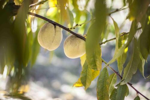Agroturismo Azienda Agrituristica Alcastl�