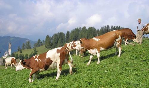 Agroturismo Agriturismo Tolpei