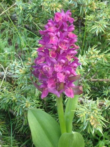 Bed & Breakfast Barba Bertu