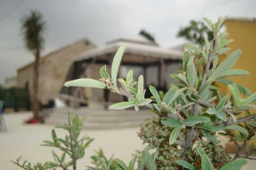 L'agave B&B Trapani Garden Paradise