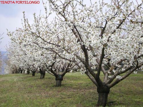 Agroturismo Tenuta Fortelongo