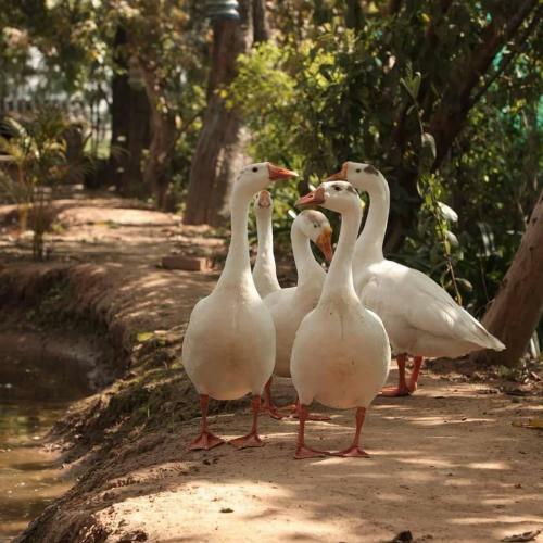 Agroturismo The Westonel