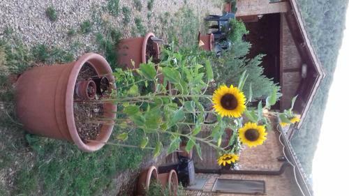 Hostal Podere Ficareto Farm