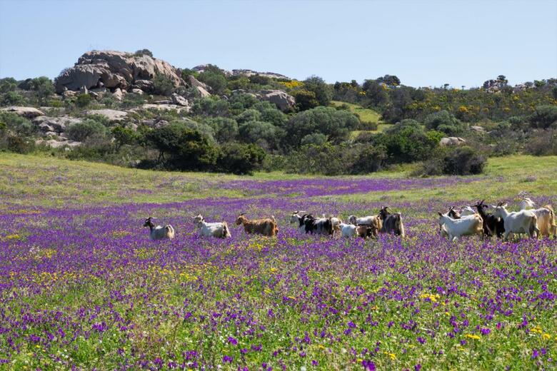 Agroturismo Agriturismo Lu Branu