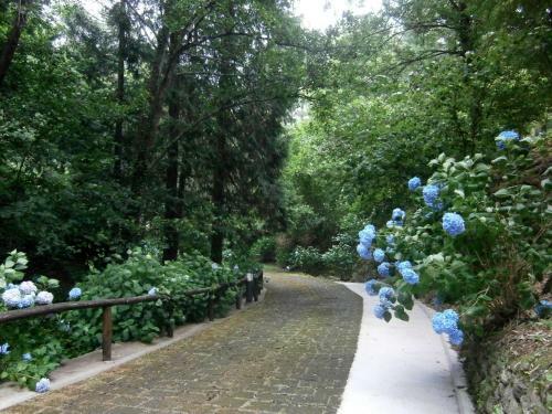 Il Bosco Di Campo Marzano Garden Apartment