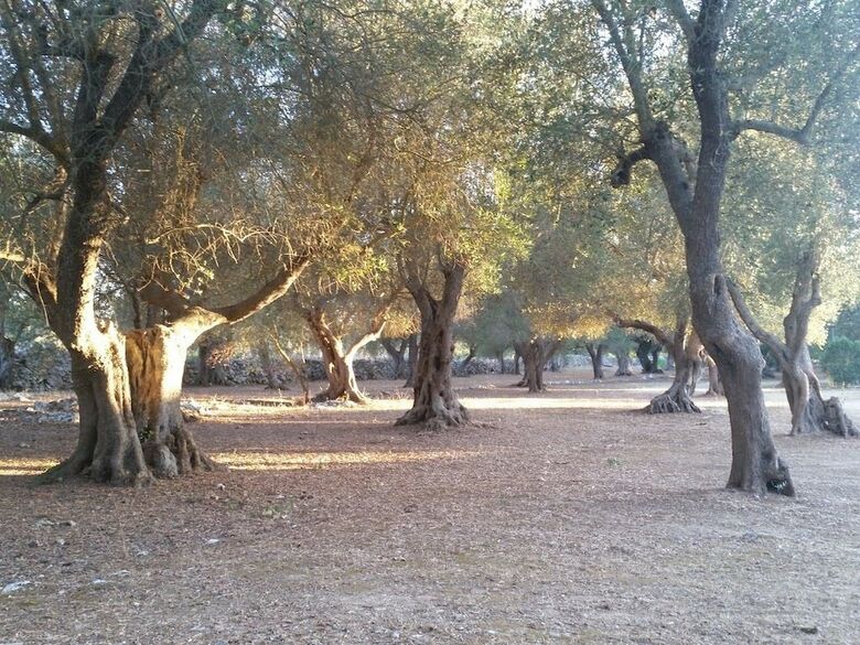Agroturismo Agriturismo Salento Pietralata