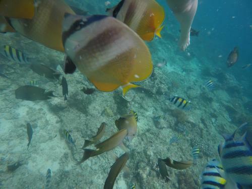 Hostal Meisya Cottage