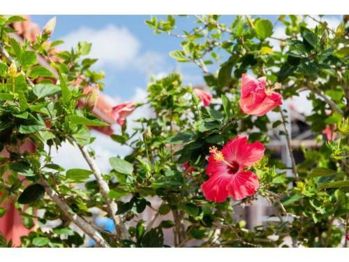 Hotel Pescatore Okinawa - Vacation Stay 20880v