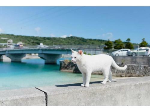 Hotel Pescatore Okinawa - Vacation Stay 20880v