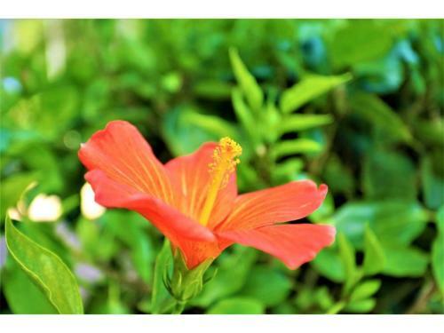 Hotel Home Land - Vacation Stay 13463v