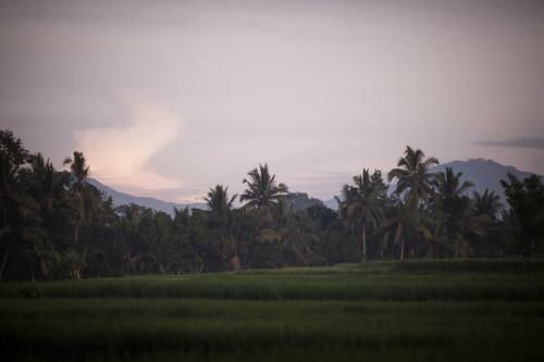 Manyi Village Ubud