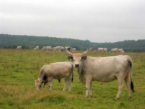 Naturpark Ferienhaus
