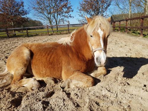 Bed & Breakfast Bij Saar