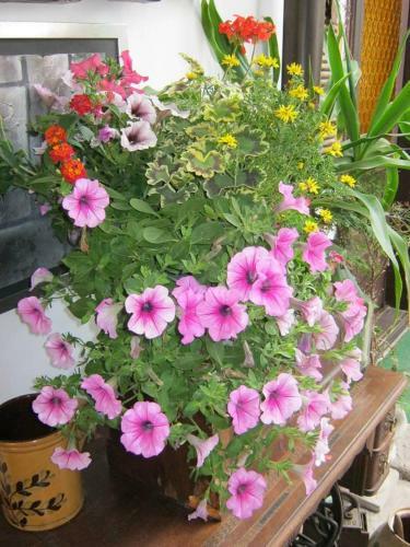 Bed & Breakfast F�nagy �s Walter Vend�g- �s Borh�z