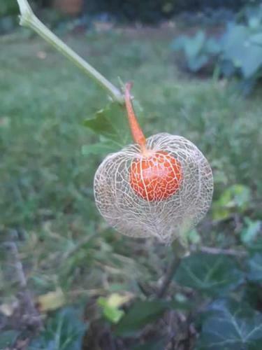 Bed & Breakfast F�nagy �s Walter Vend�g- �s Borh�z