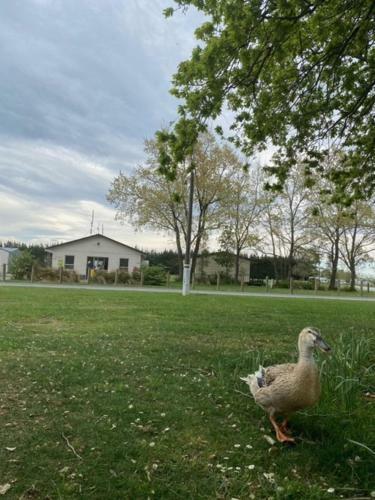 Ashburton Holiday Park
