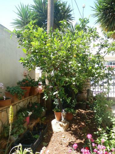 Apartamento Eleni Studios