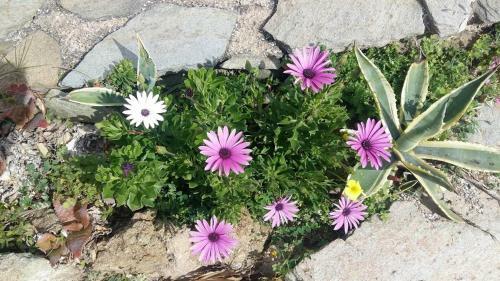 Villa Areti
