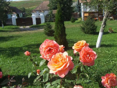 Posada Cserekert, Alszegi Porta