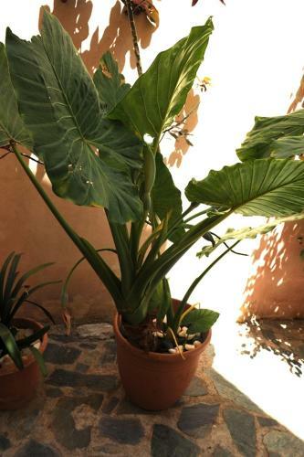 Apartamento Eleonora